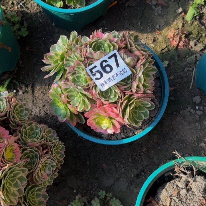 海王花27-13不包邮