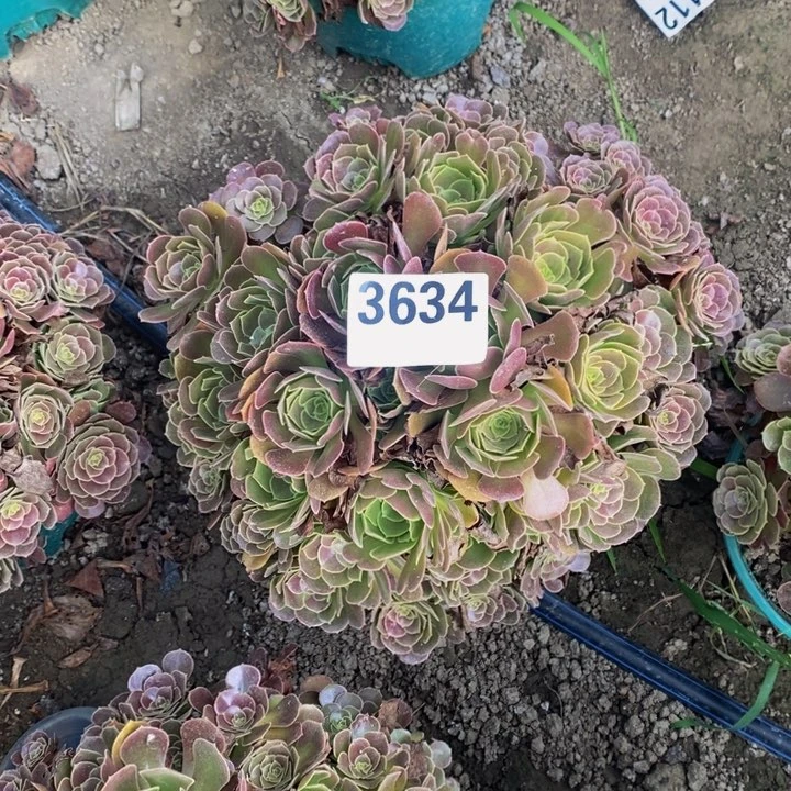 荷兰玫瑰25-46不包邮