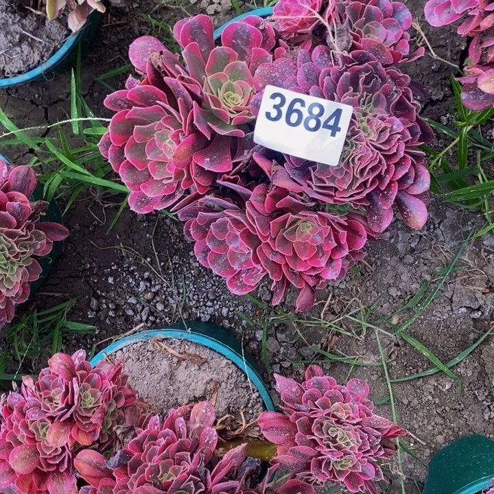 美杜莎花29-39不包邮