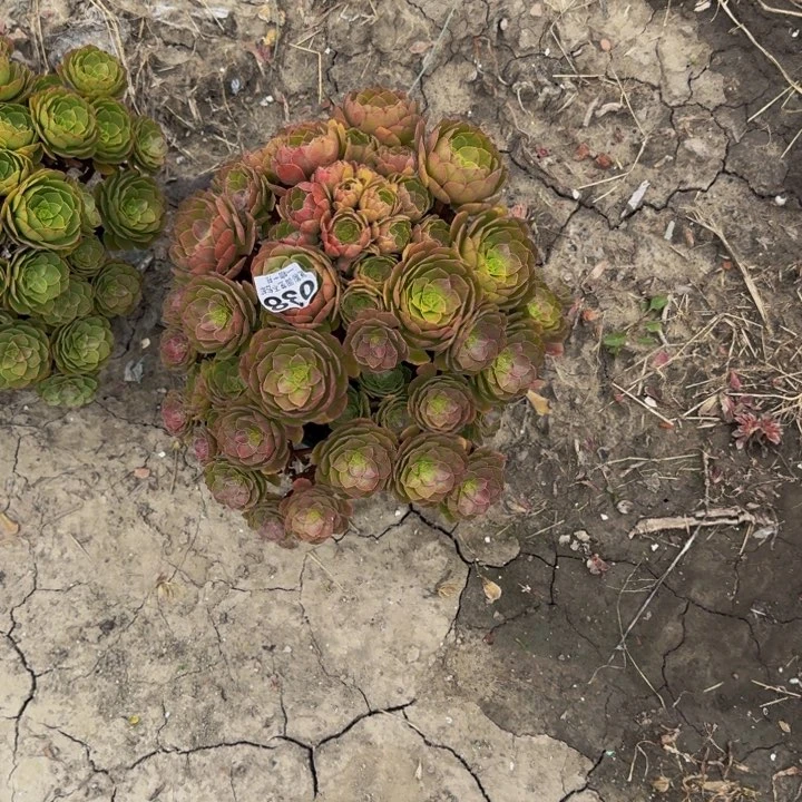 万圣节花29-21不包邮