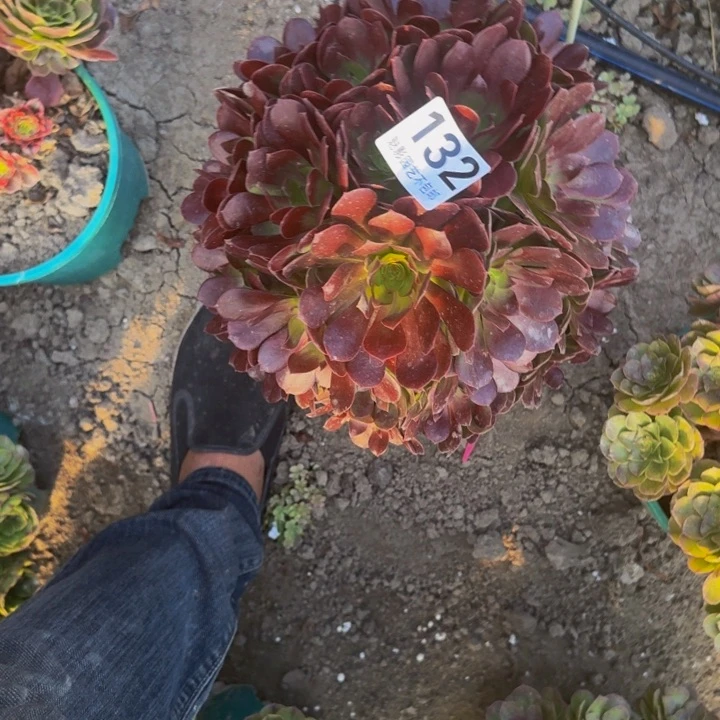 赤叶莲花27-9不包邮