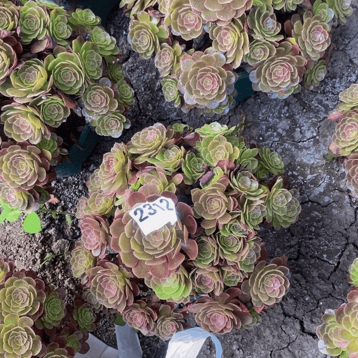 黑膜花25-23不包邮