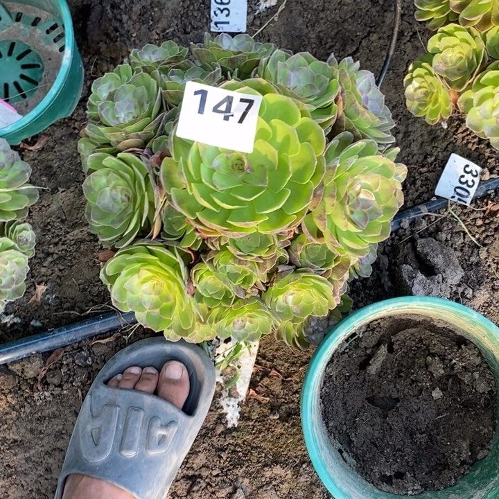 黑膜花25-22不包邮