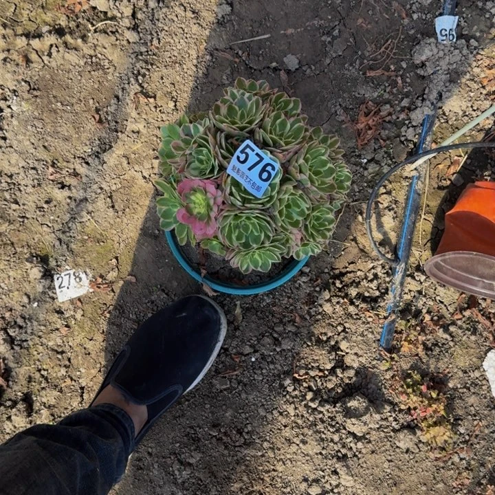 海王花27-16不包邮