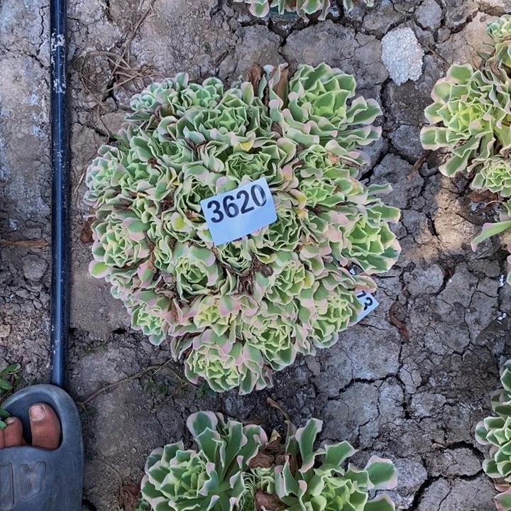 白风花25-26不包邮