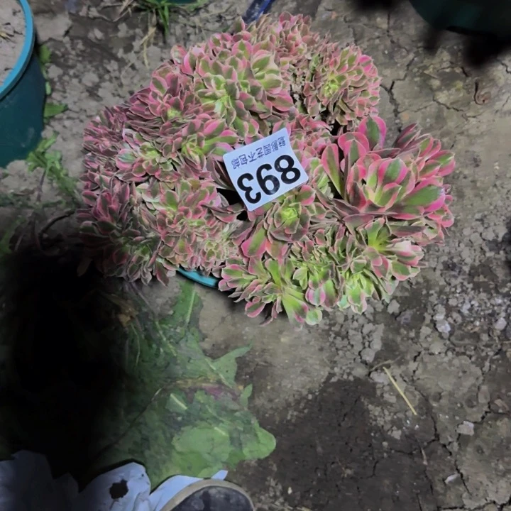 女巫花29-35不包邮