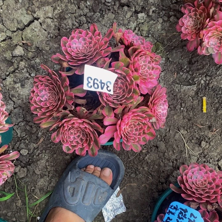 白月光花27-7不包邮