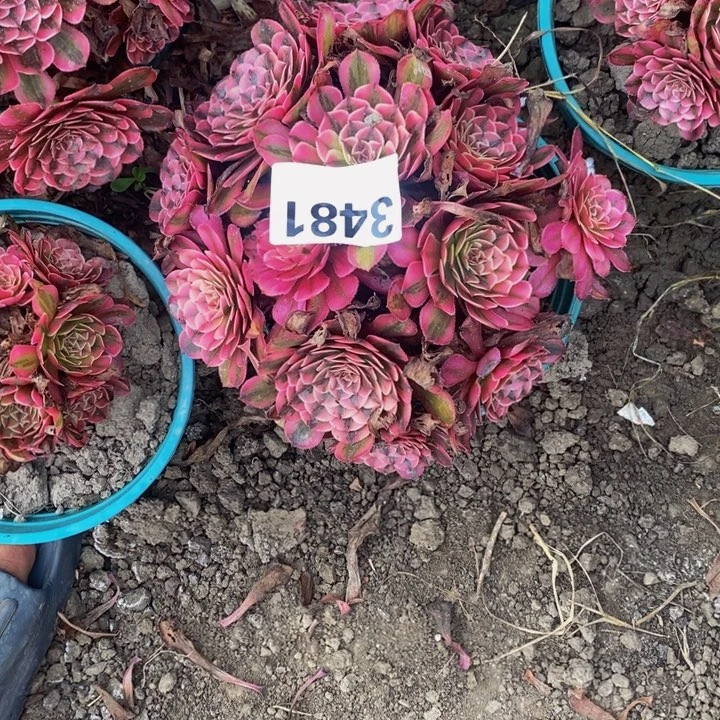 白月光花27-2不包邮