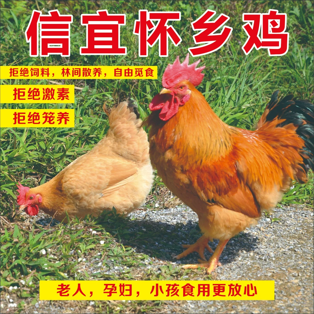 信宜怀乡鸡三黄鸡生鸡信宜鸡白切鸡