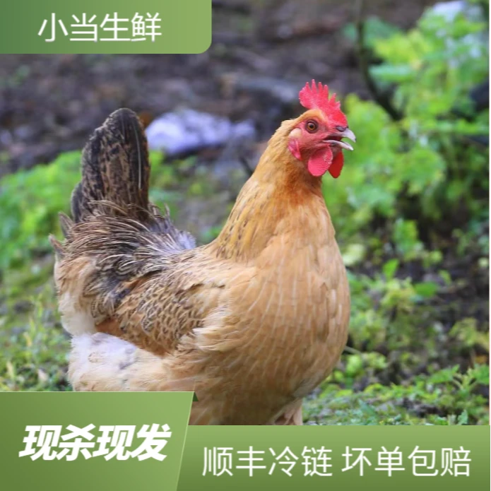 散养黄油土鸡五谷喂养3只 6斤左右 顺丰冷链