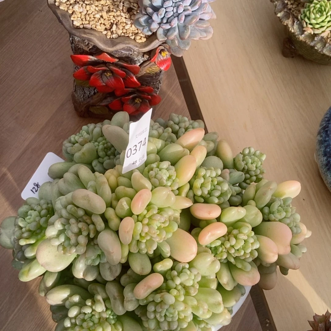 比尔盖茨群生无砍0374