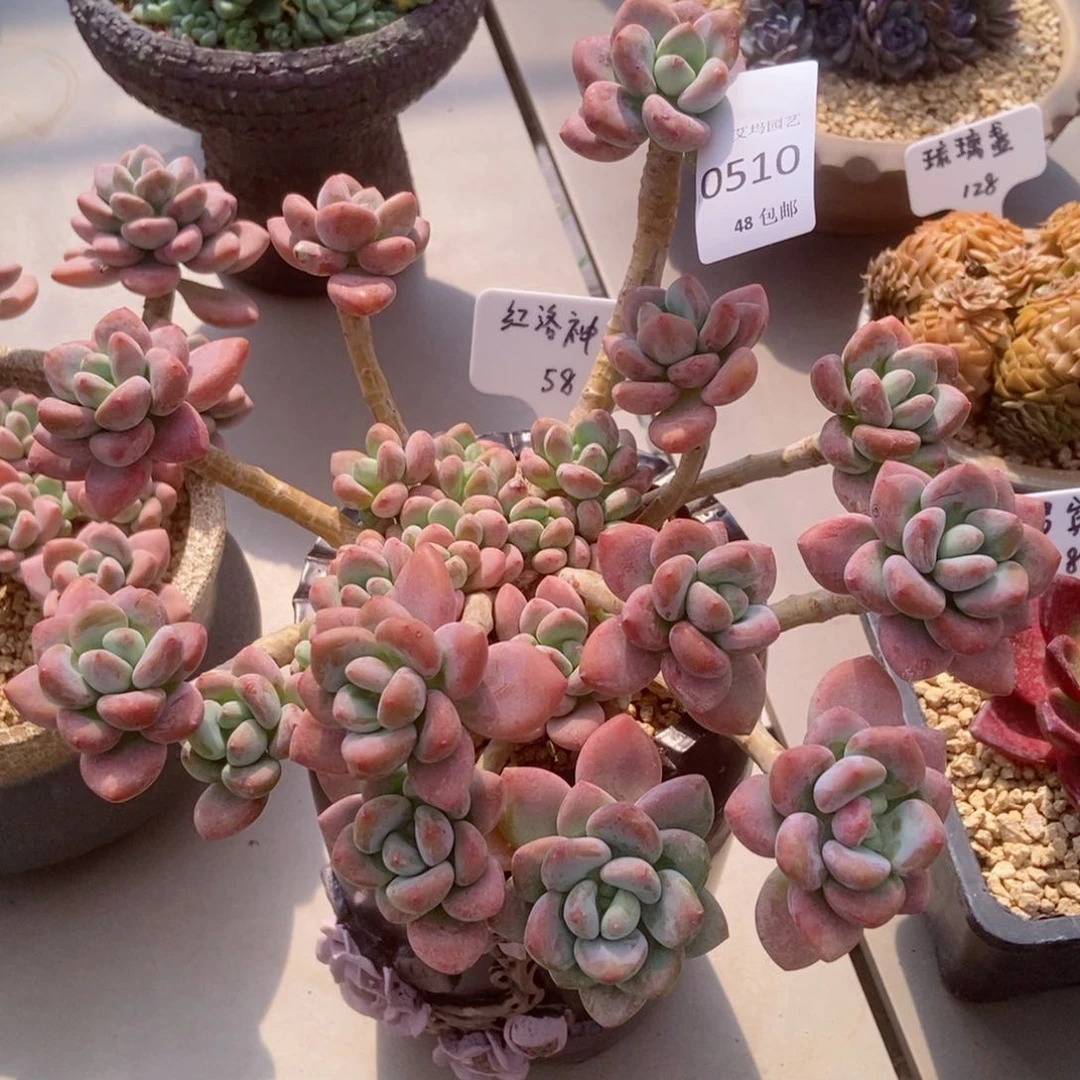 0510红洛神群生老桩