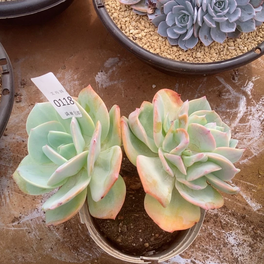 白凤双头有砍0118多肉