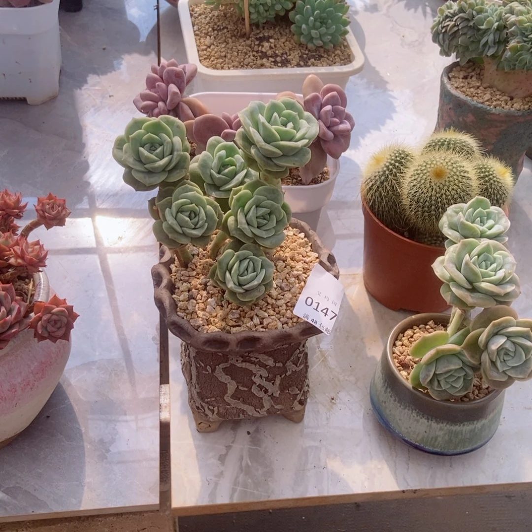 春**霏可爱玫瑰群生多头0147
