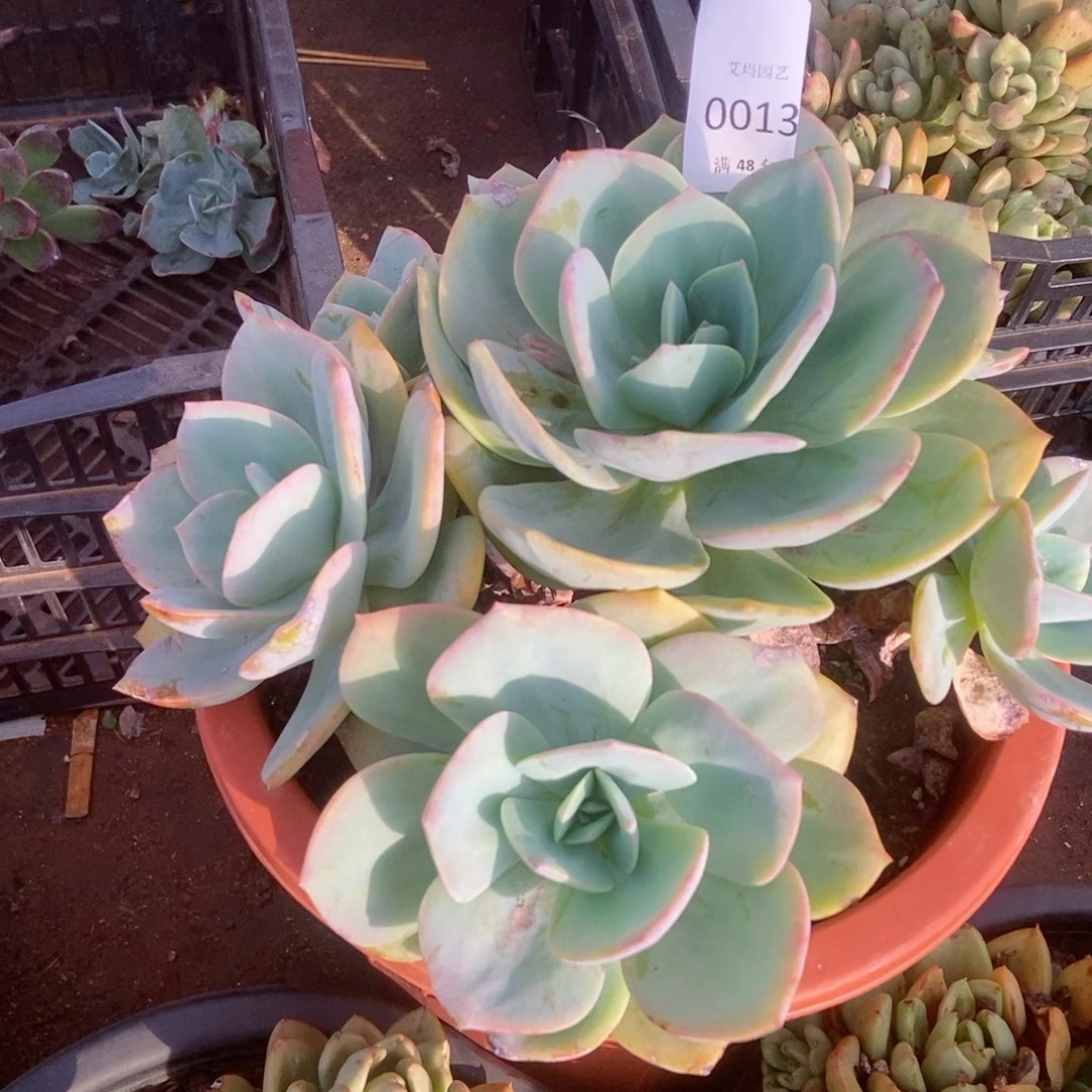 白凤捧花无砍0013