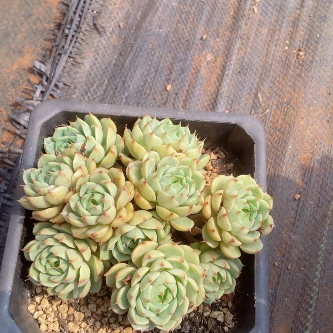 笨吧迪斯群生老桩