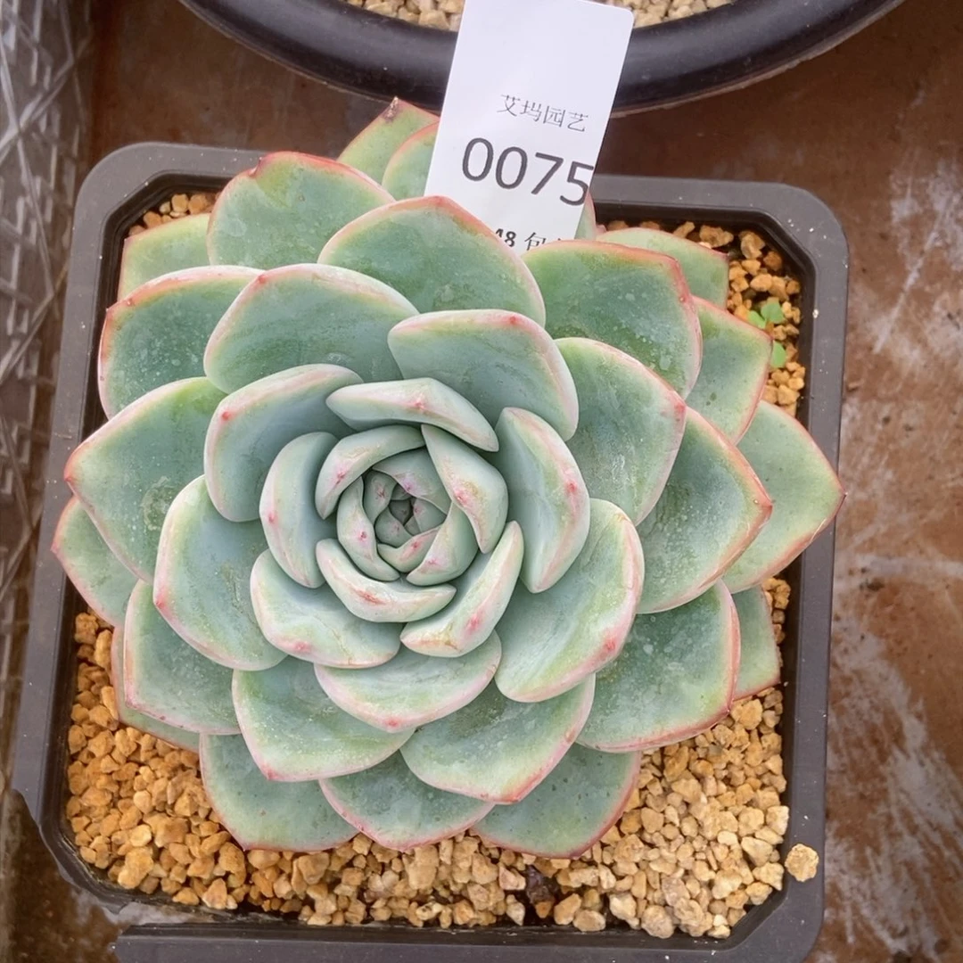 0075泡芙大单头老桩