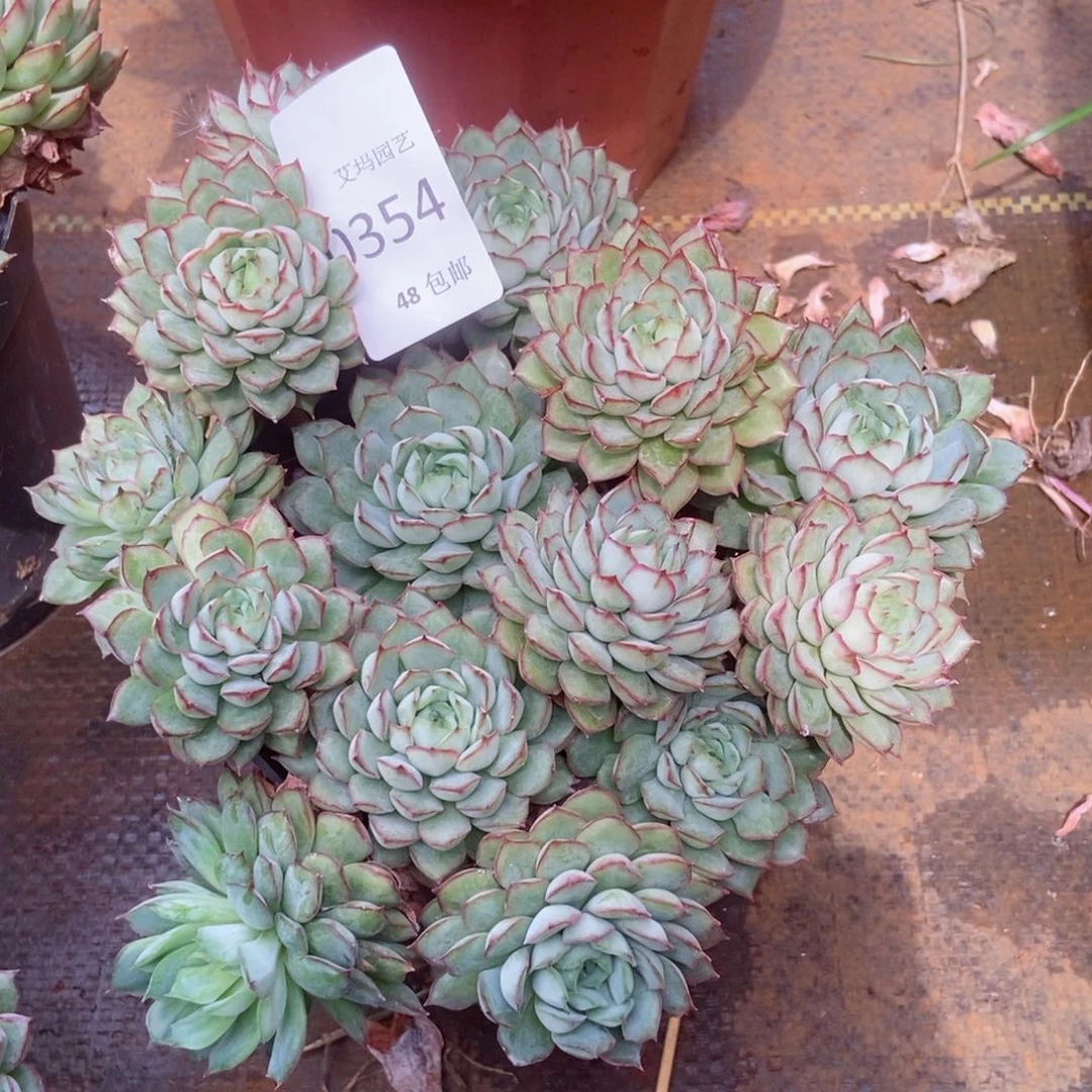 我***粿梦幻玫瑰群生0354