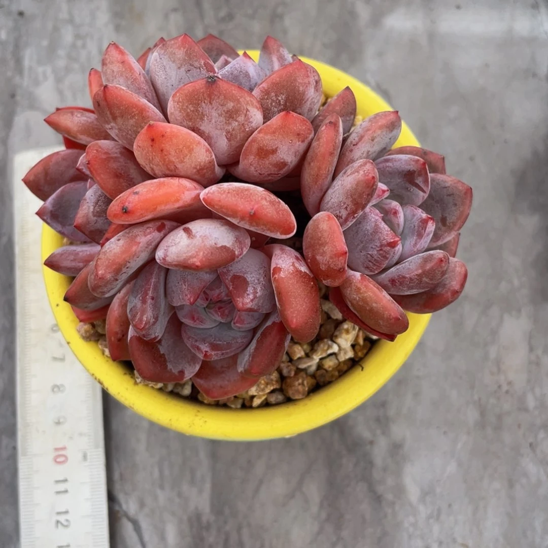 星影群生4头有砍多肉