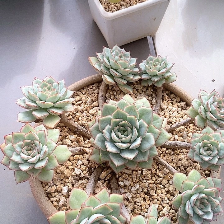 慈溪石化群生捧花多肉