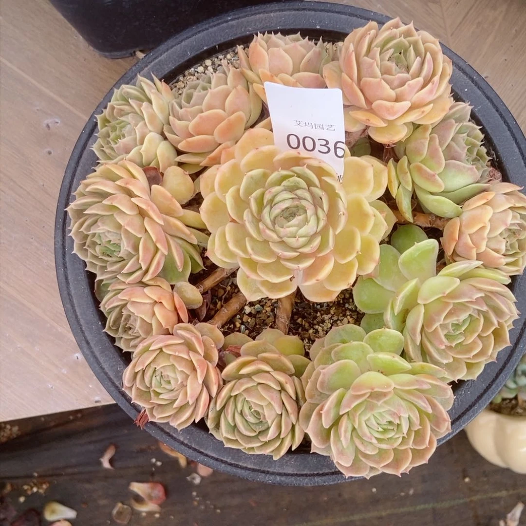 ?****o昂斯洛群生捧花0036