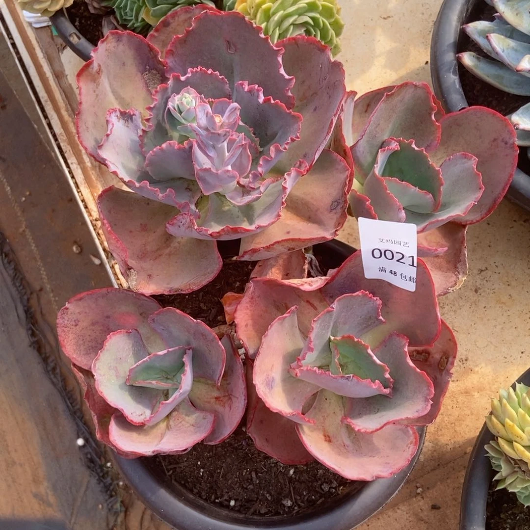 蓝色妖姬群生有砍0021