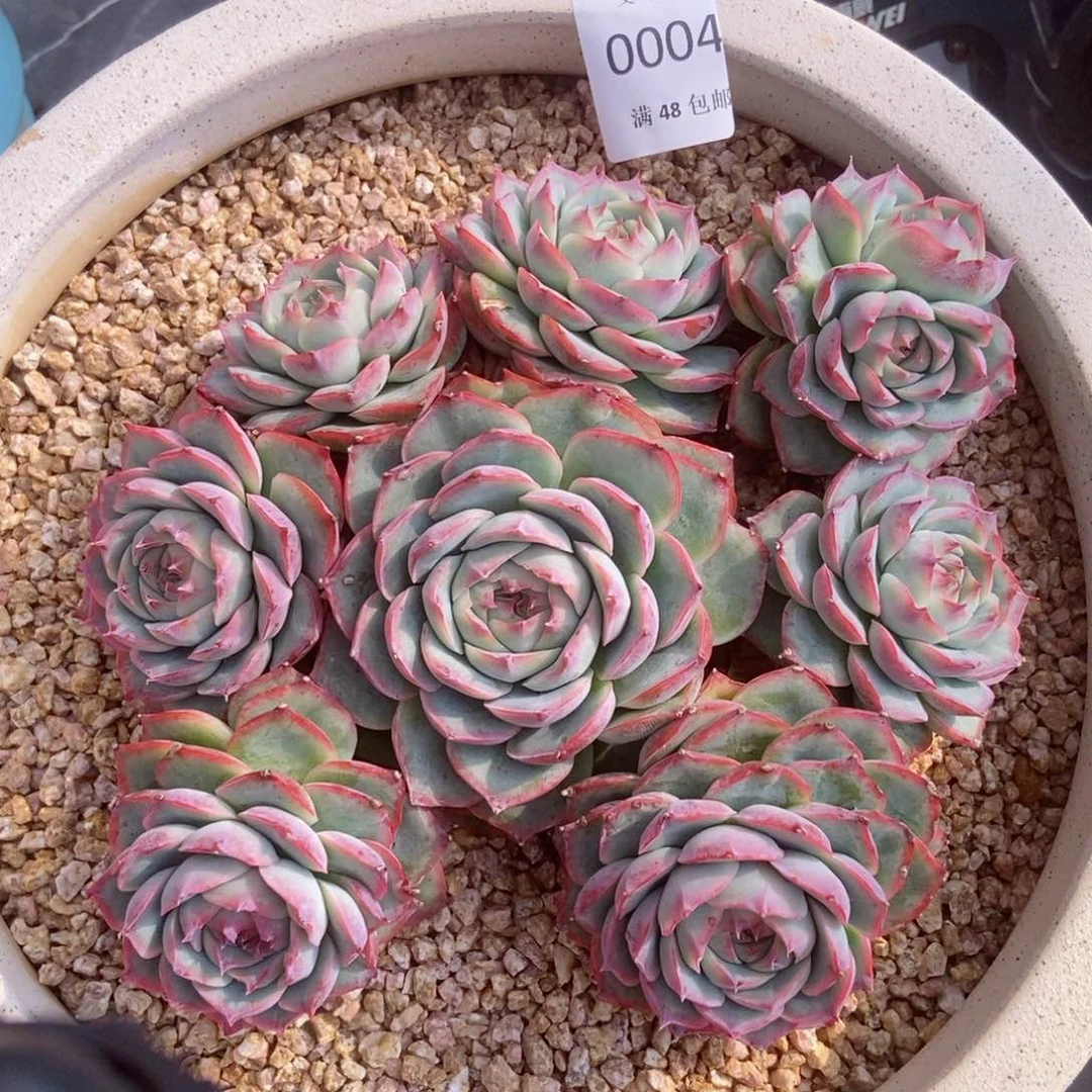 侧影群生捧花无砍0004