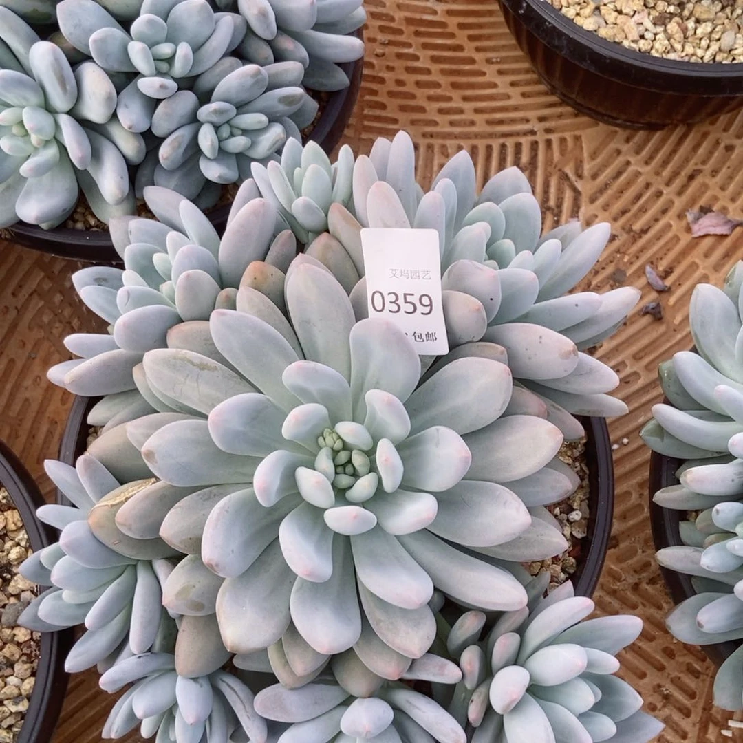 0359香水群生多头