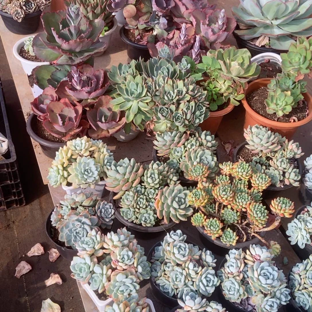 冷链或空运加拍这里