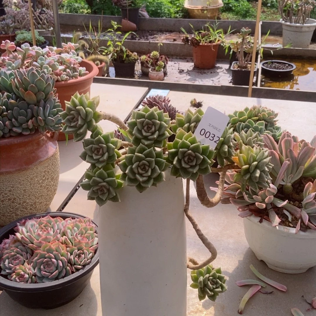 黄金璀璨群生老桩0032