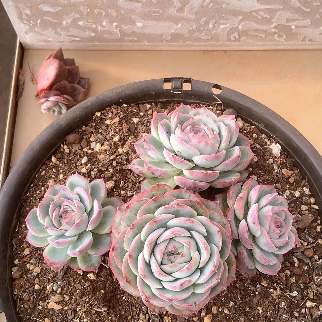 侧影群生无砍多肉