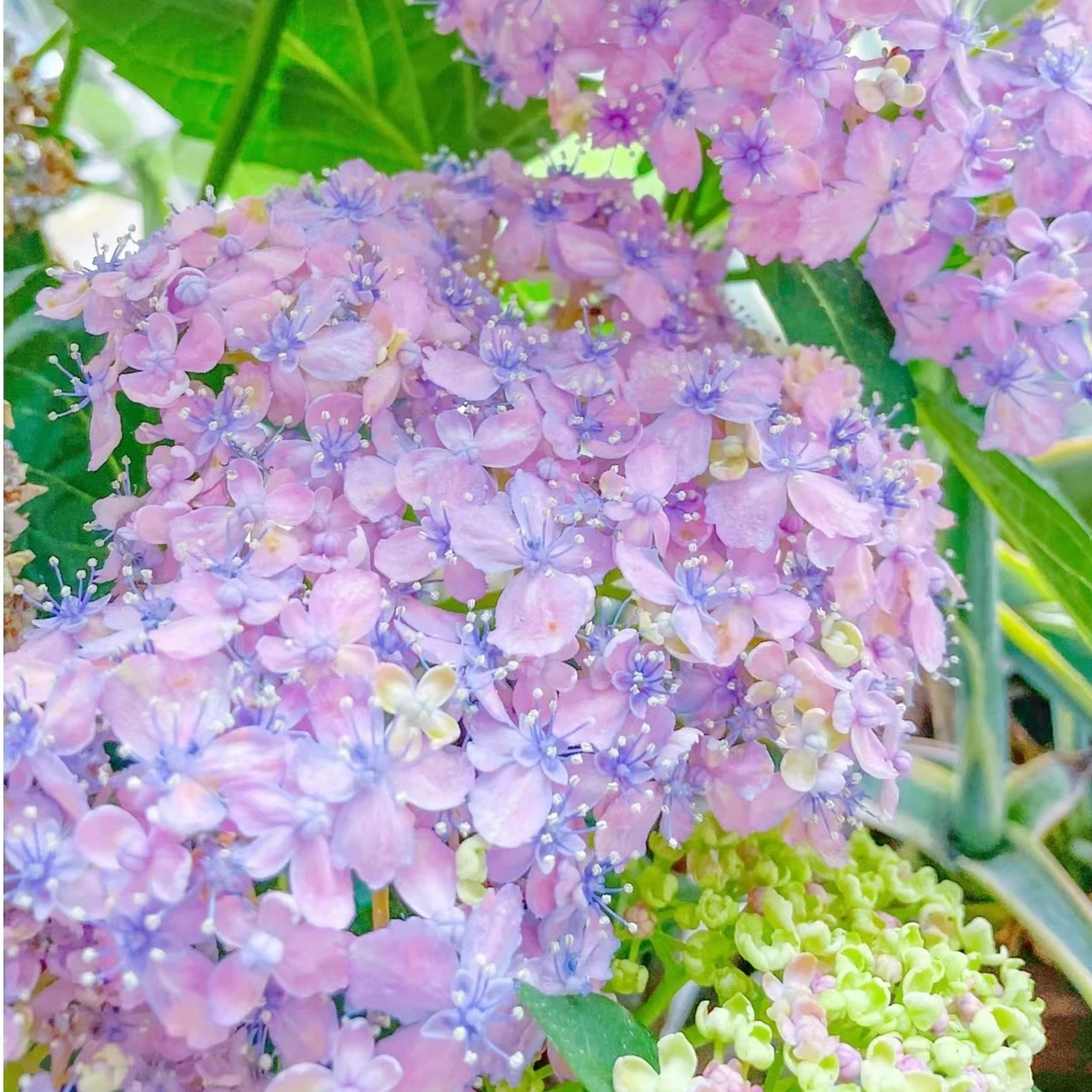 有松 绣球重瓣可调色直立性优秀耐阴花园植物阳台盆栽好养活花苗