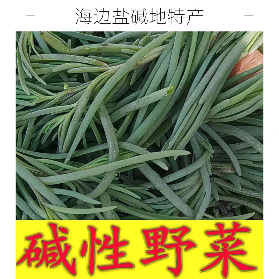 海边盐碱地特产黄旭菜碱蓬黄须菜黄席菜黄茎龙须菜现摘现发3斤包