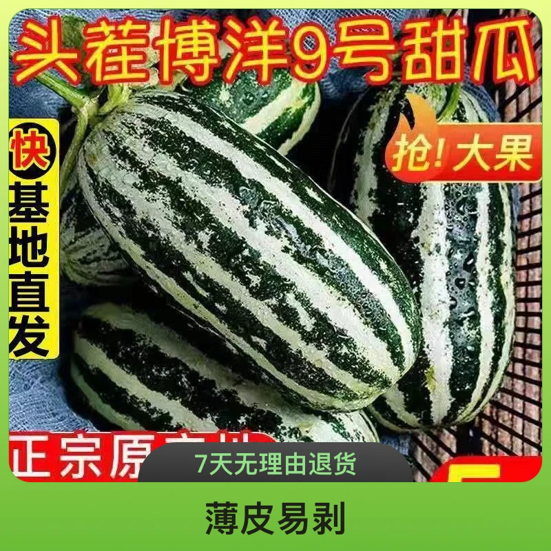 山东盐碱地爆甜正宗博洋九号羊角蜜甜瓜新鲜水果香甜瓜精品店水果