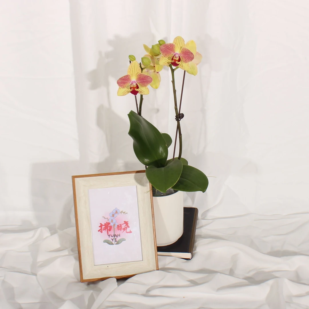 拂晓蝴蝶兰（三色鸟带花带花苞）开花珠发货