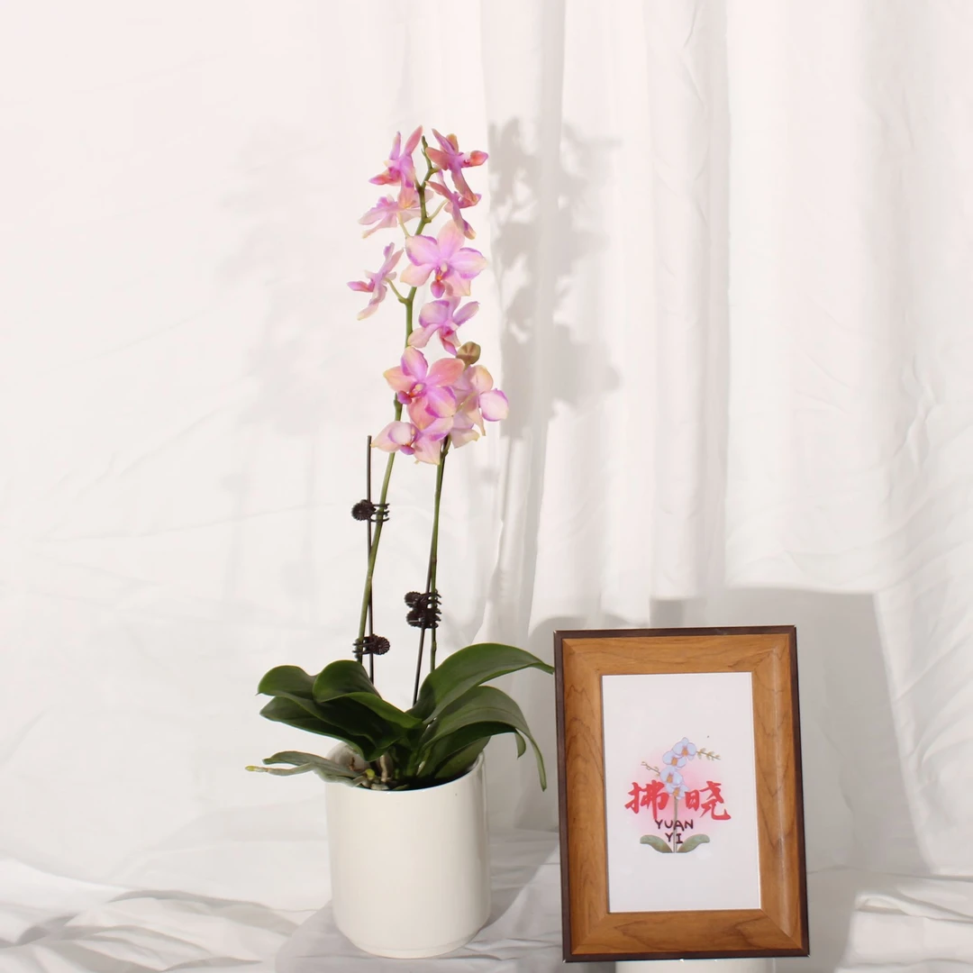 拂晓蝴蝶兰（韩国水晶全花）开花珠发货