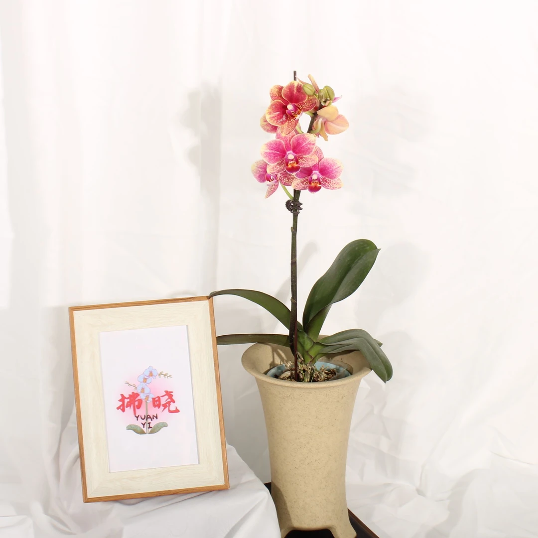 拂晓蝴蝶兰（ 金蝶全花）开花珠发货