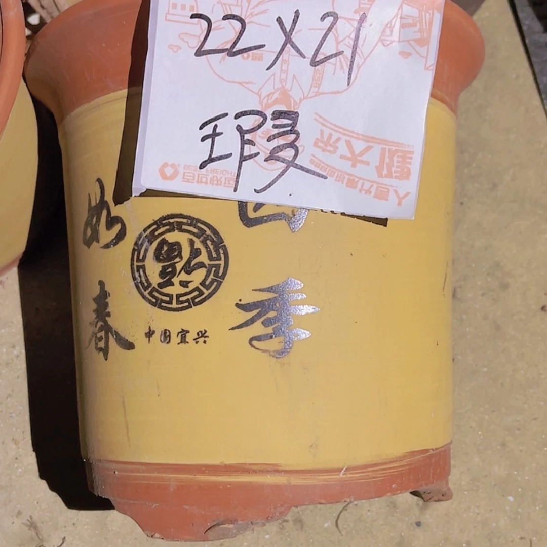 【闪购商品】紫砂20cm(含)-50cm(含)