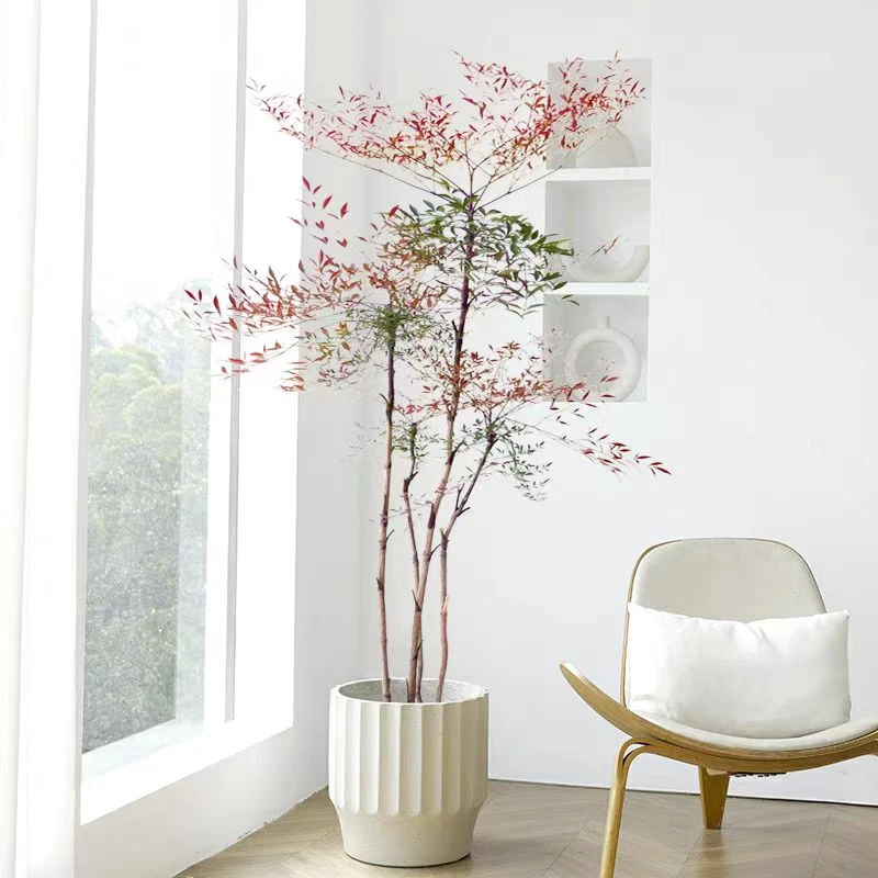 南天竹耐寒耐热室内室外好养活基地现挖现发美观四季不落叶有禅意