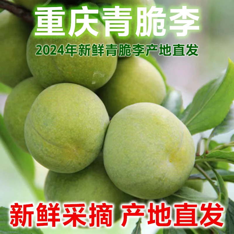 [邮政助农]正宗重庆青脆李新鲜李子现摘现发带箱5-6斤