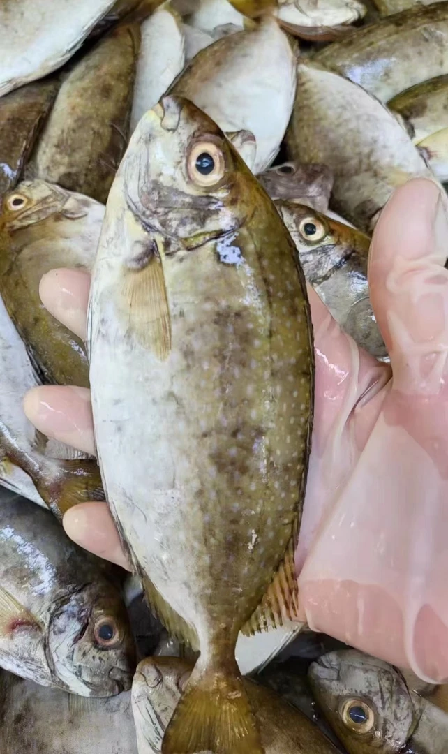 广东汕尾海捕海鲜野生尼猛鱼顺丰京东冷链车