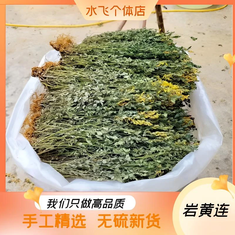 贵州野生岩黄连50g-500g胡岩连土黄连新货岩黄莲崖黄莲干货非甘草