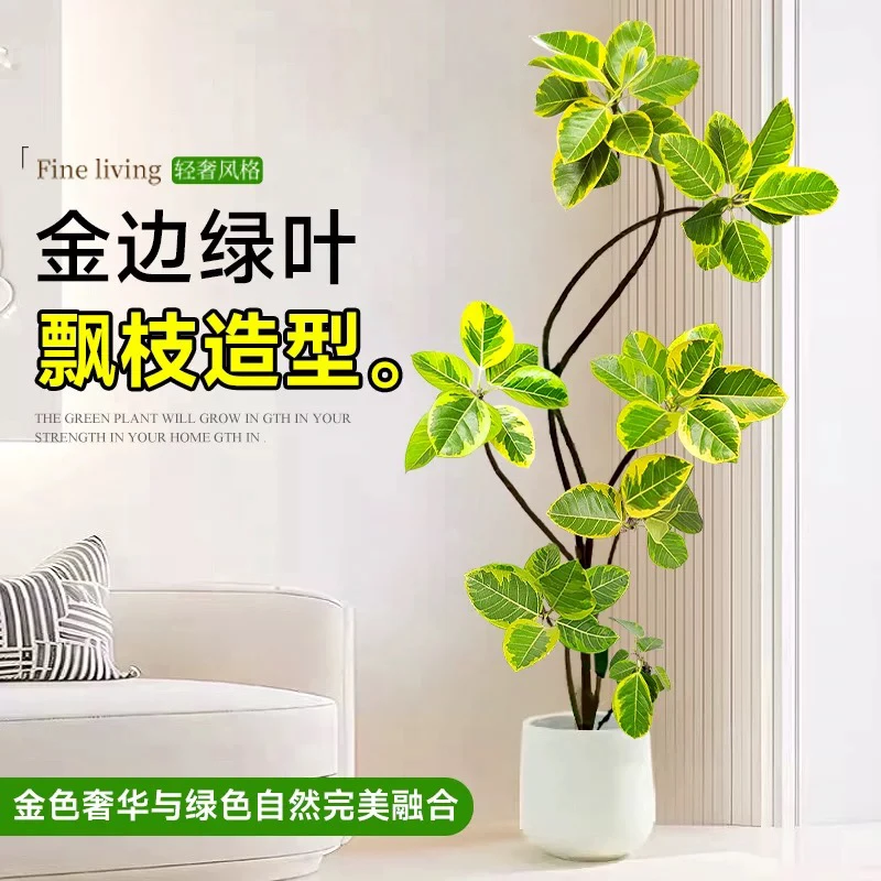 黄金榕树大型绿植绿植盆栽室内高端大型真树客厅电视柜落地窗