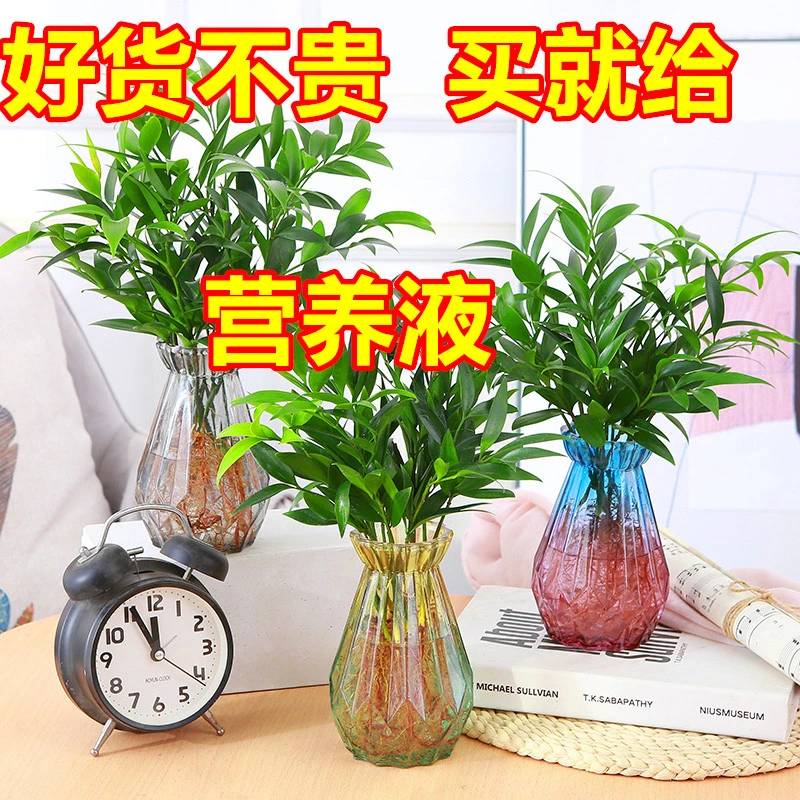 竹柏盆栽水培新宠驱蚊植物室内客厅卧室桌面绿植盆栽花卉四季常青