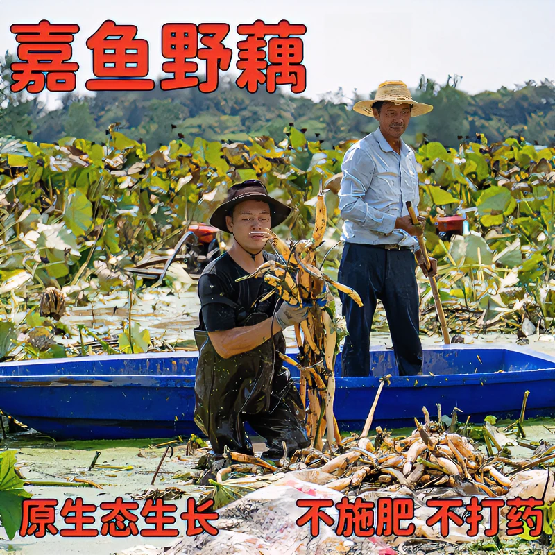 湖地野藕湖北特产嘉鱼野藕精品粉藕粉藕糯新鲜正宗莲藕天然清炒