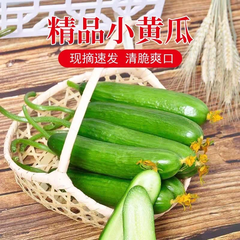 【山东寿光】产地现摘现发富硒水果黄瓜新鲜1斤3斤5斤生吃凉拌清甜