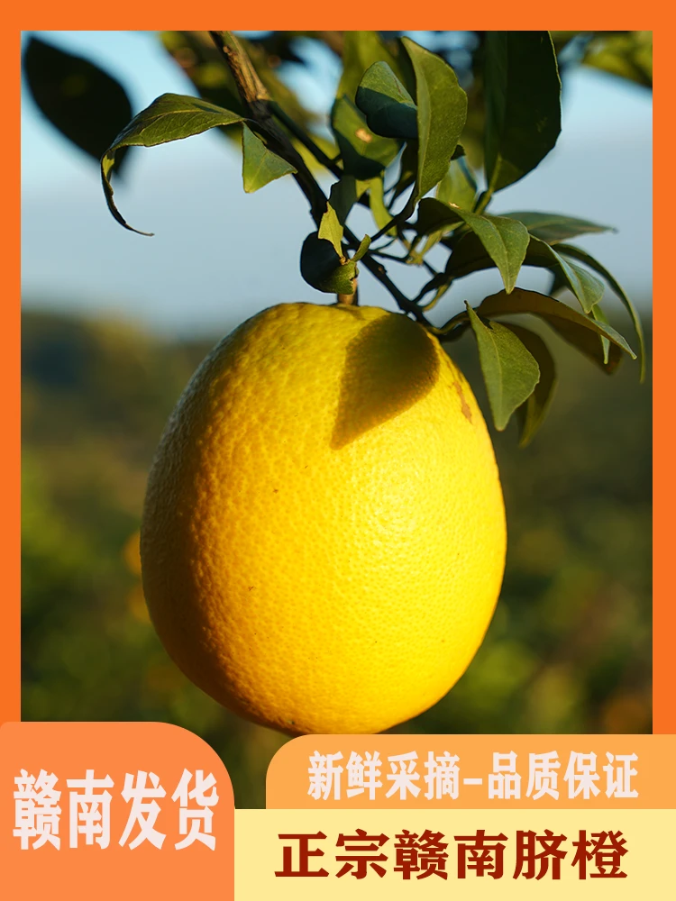 （10斤装）正宗赣南脐橙60-95mm果径生态果新鲜花皮果赣州产地直发