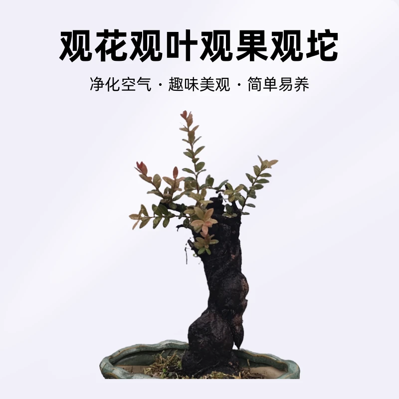 网红树萝卜，米叶红花五翅梅