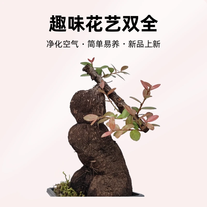 米叶红花五翅莓/树罗卜/吊金钟/直播间拍，请勿擅自拍单