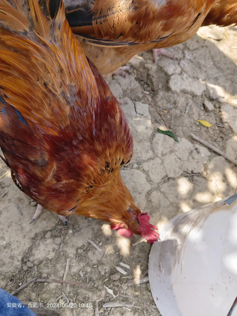 农村散养两年以上老公鸡